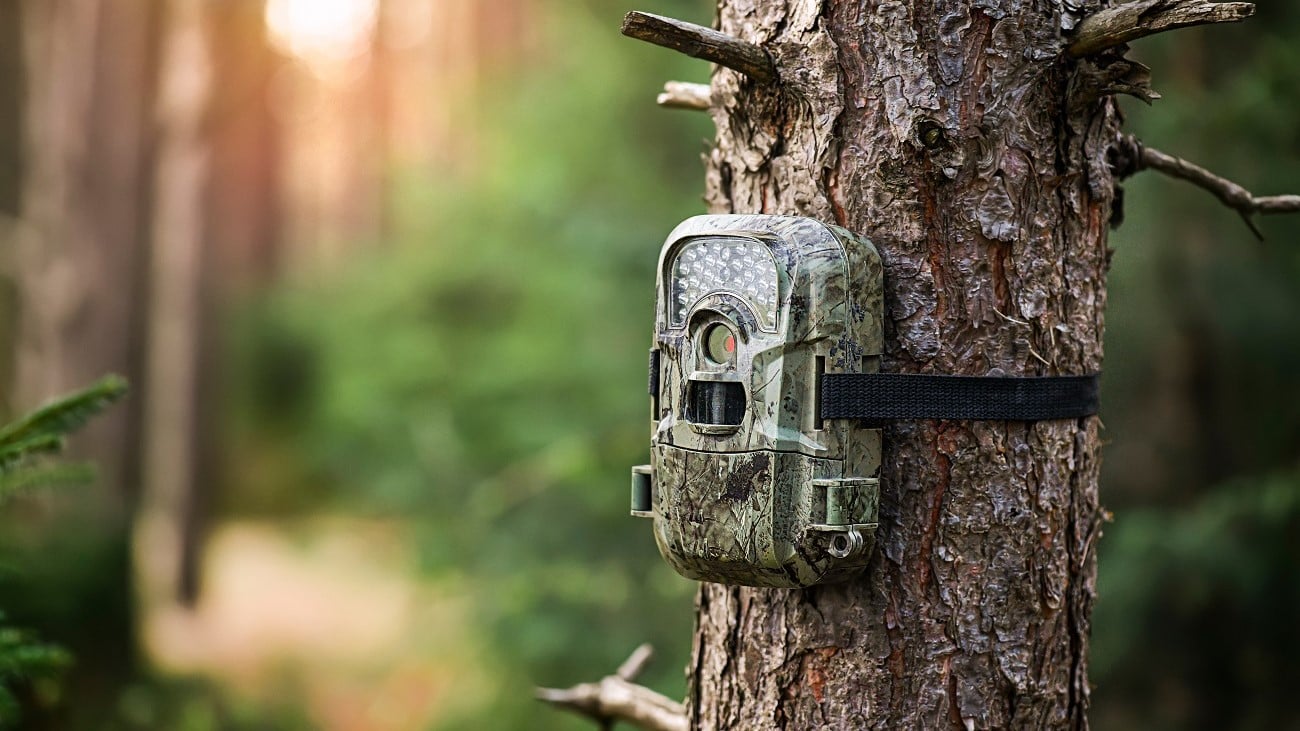 دوربین تله ای مخفی جنگل